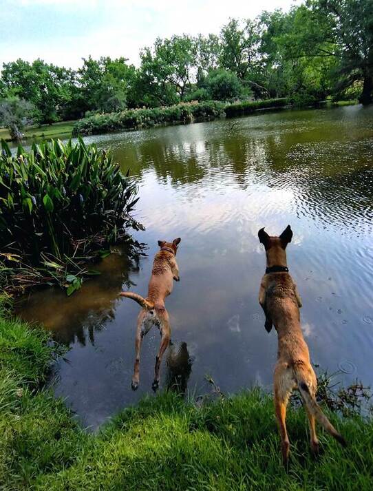 Canna-Canine Dogs jump into lake
